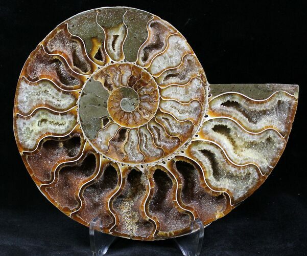 Cut Ammonite Fossil (Half) - Agatized #27693